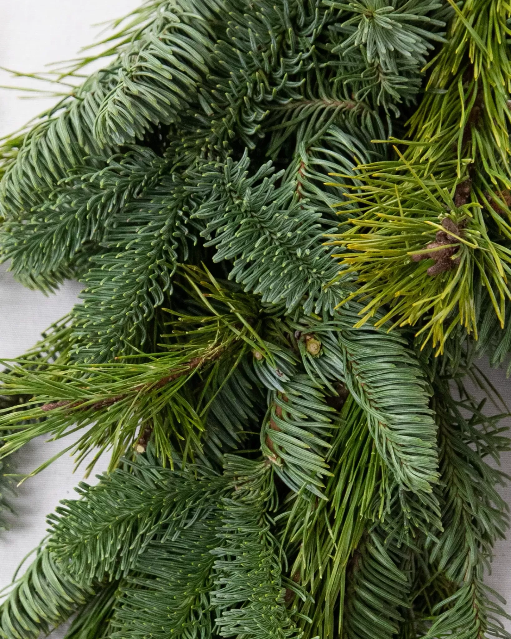 Cheap Fresh Noble Fir Woodland Foliage 18 - 24 Inch | Outdoor Safe